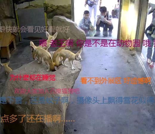 正在直播的耳廓狐