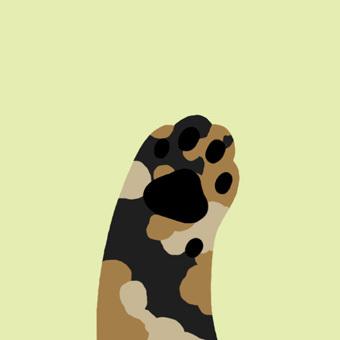 黑色肉垫迷彩花纹绿色背景猫爪头像