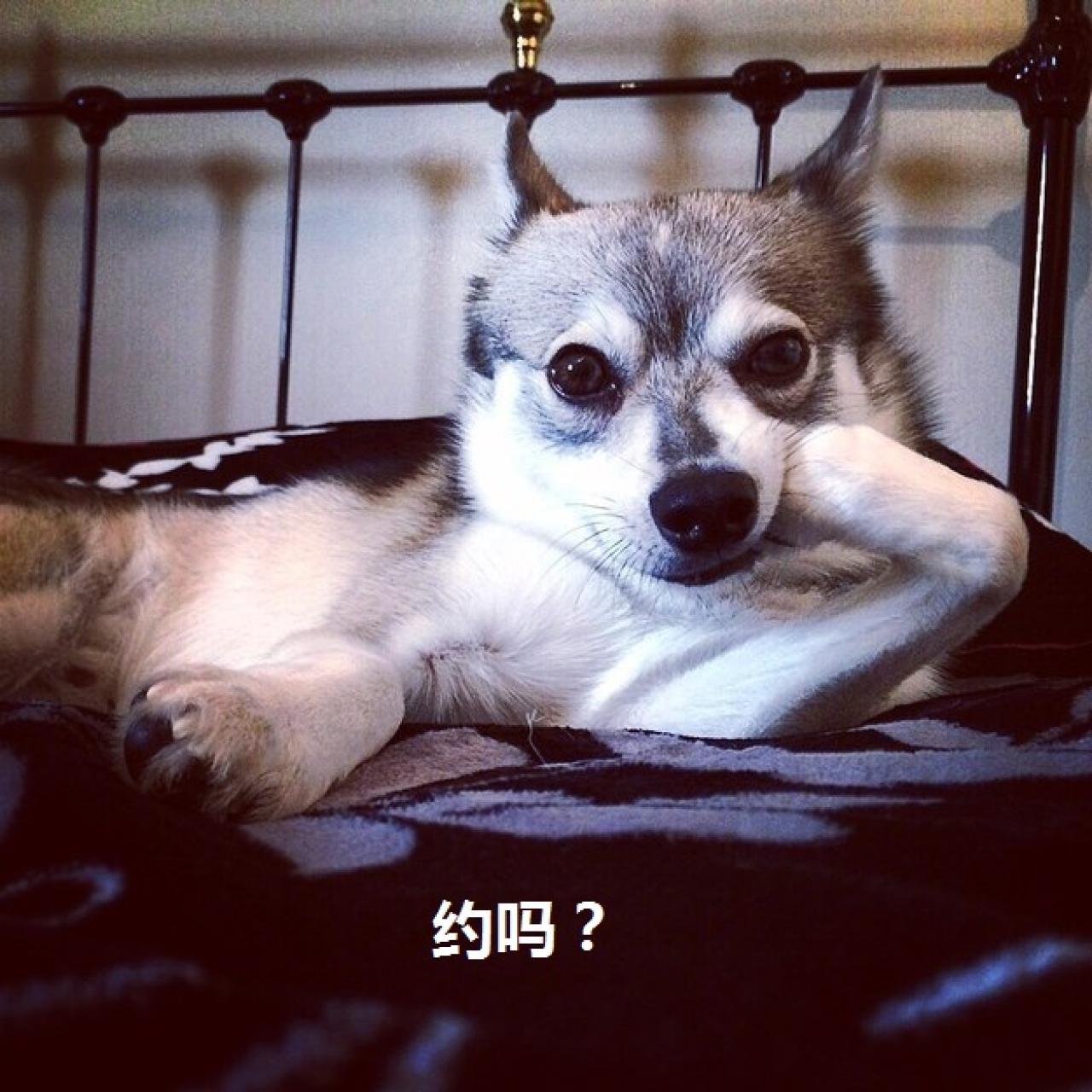 狗狗销魂萌提问表情：约吗？