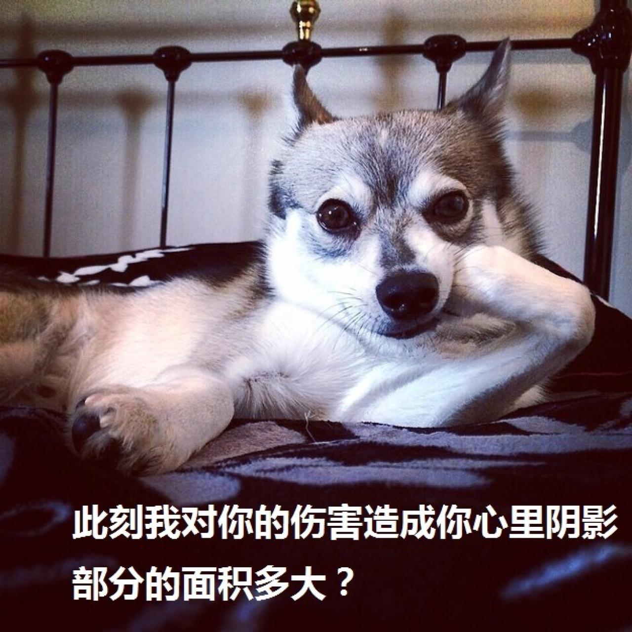 狗狗销魂萌提问表情：此刻我对你的伤害造成你心里阴影部分的面积多大？