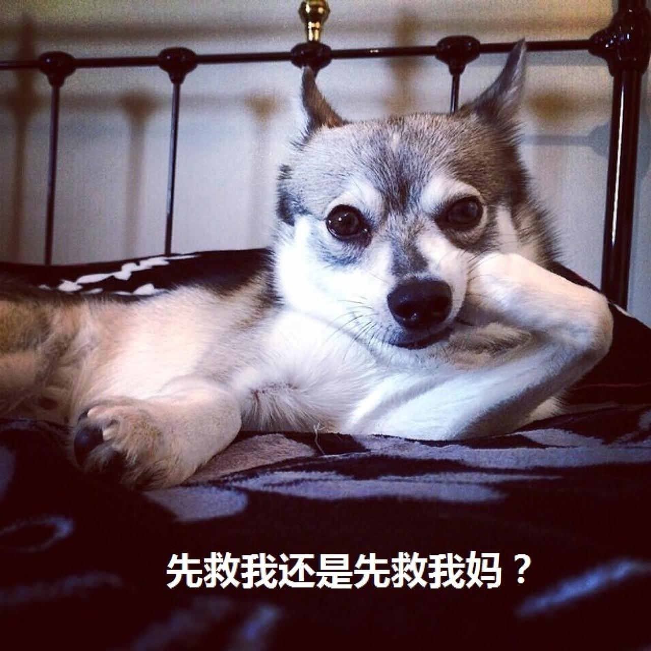 狗狗销魂萌提问表情：先救我还是先救我妈？