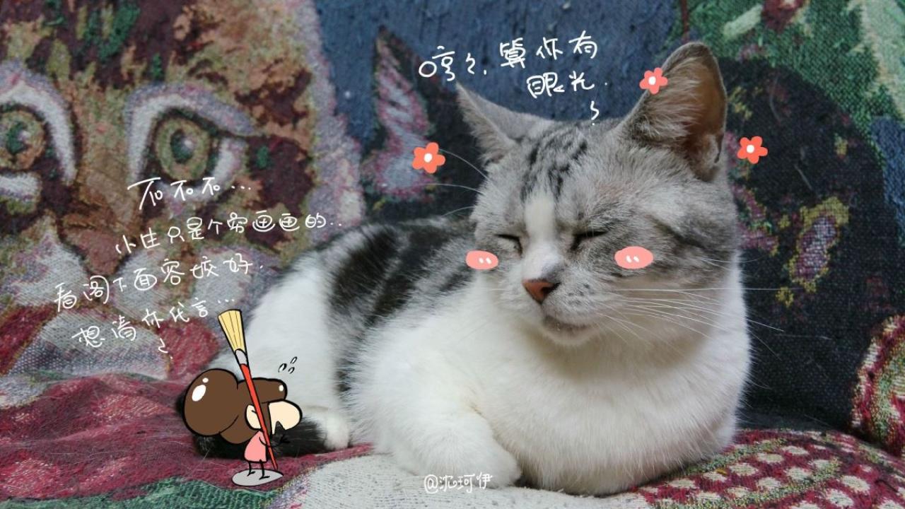 桃子说服猫咪代言