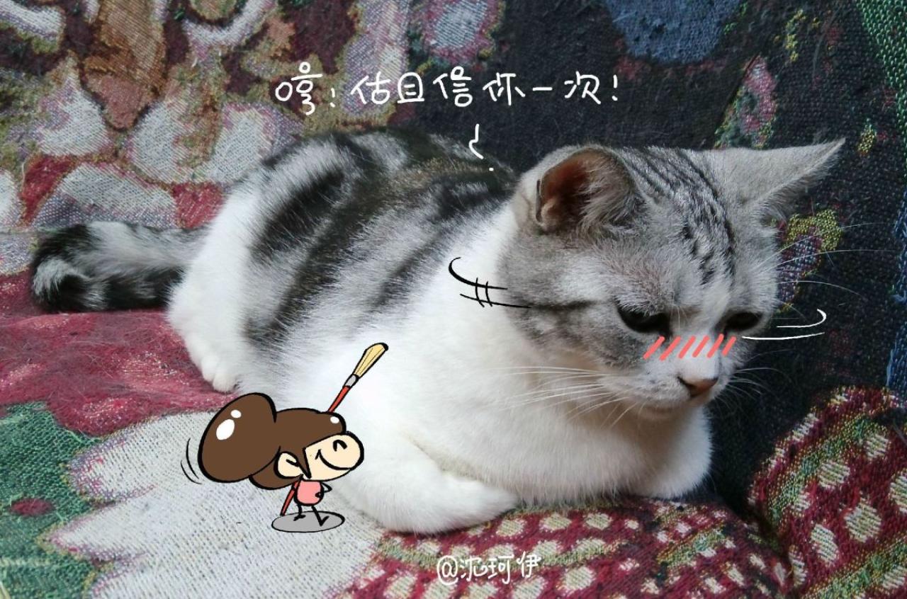 猫咪害羞得答应桃子的改造请求