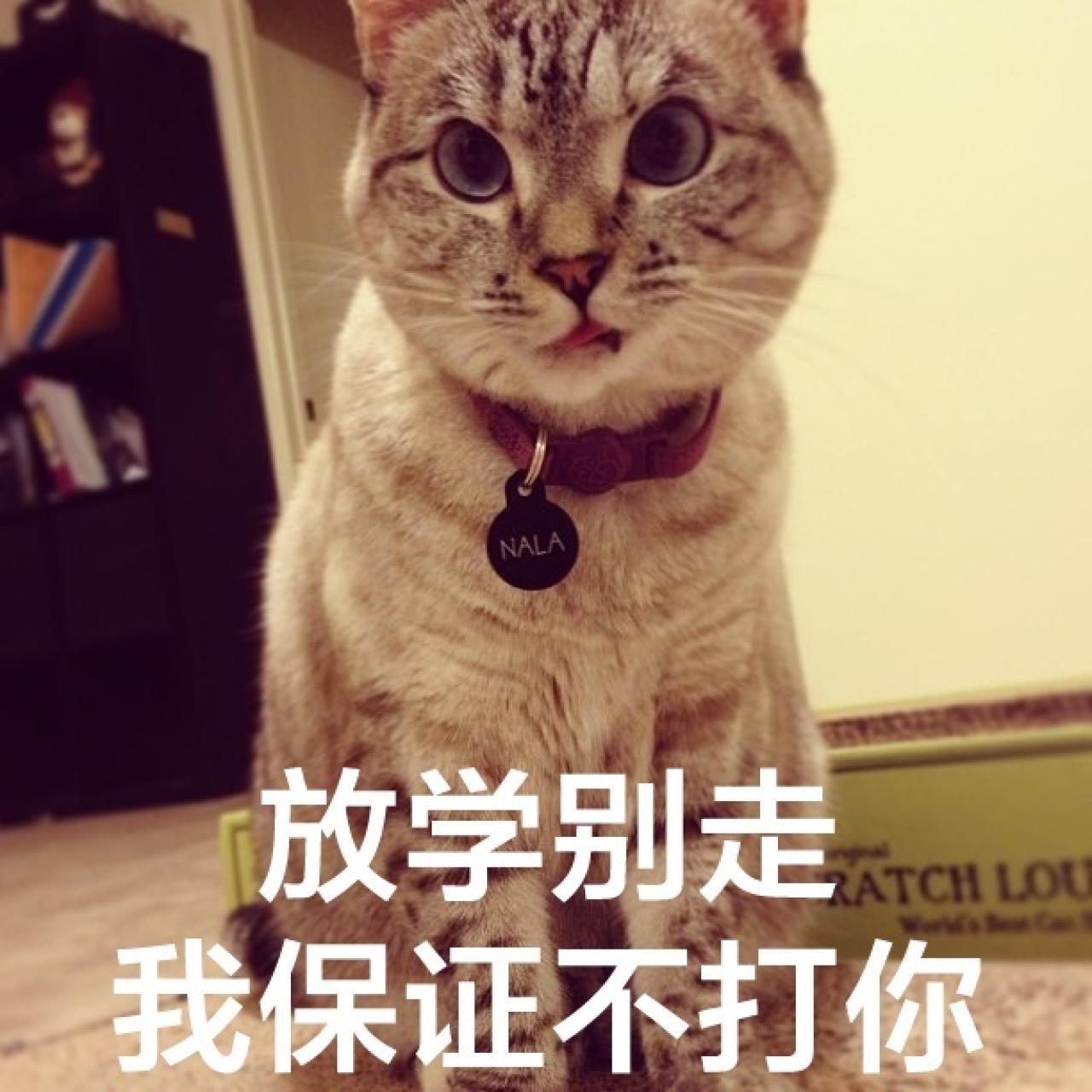 Nala歪着嘴巴吐舌表情：放学别走，我保证不打你