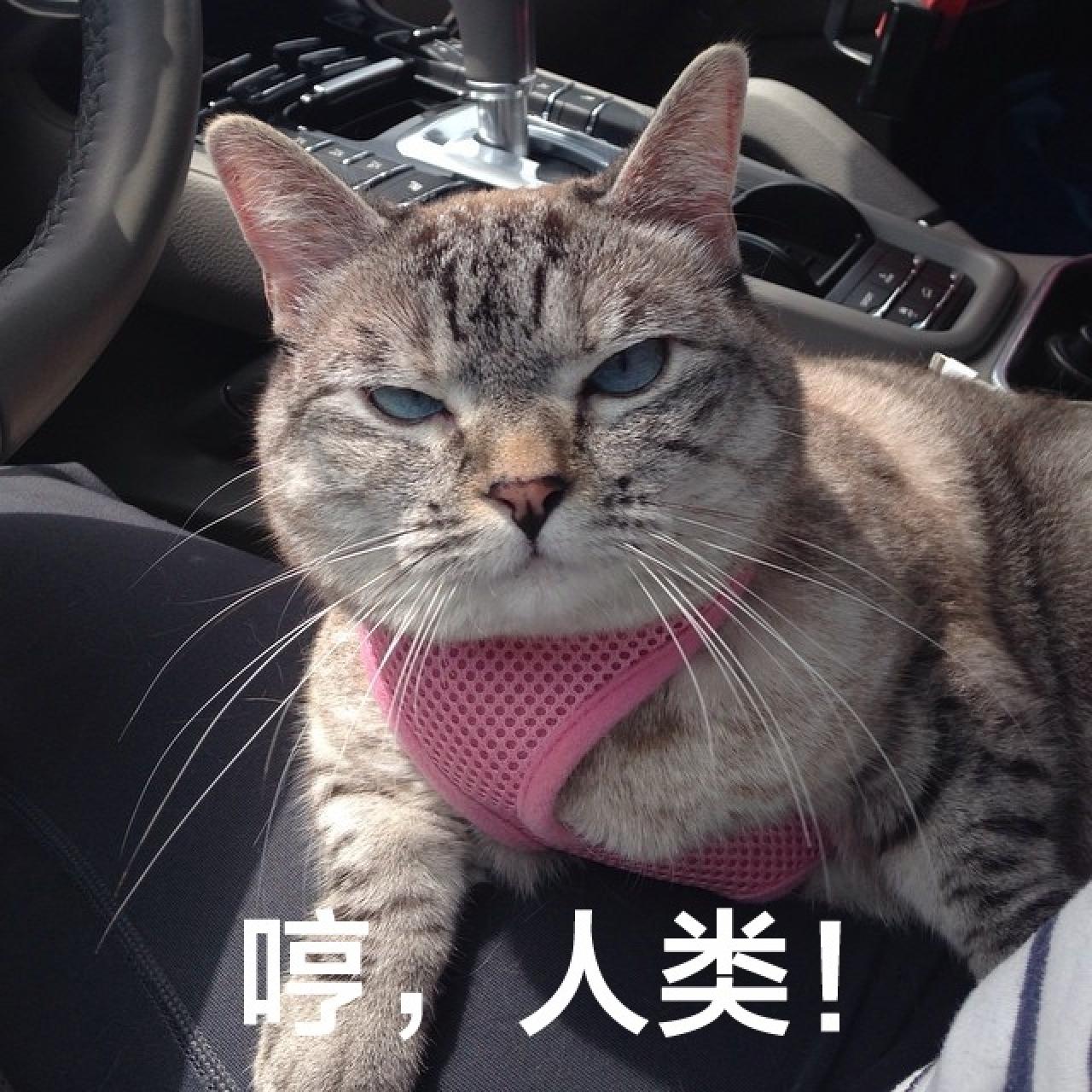 Nala穿着粉色背心扒在车里蔑视的神情：哼，人类！
