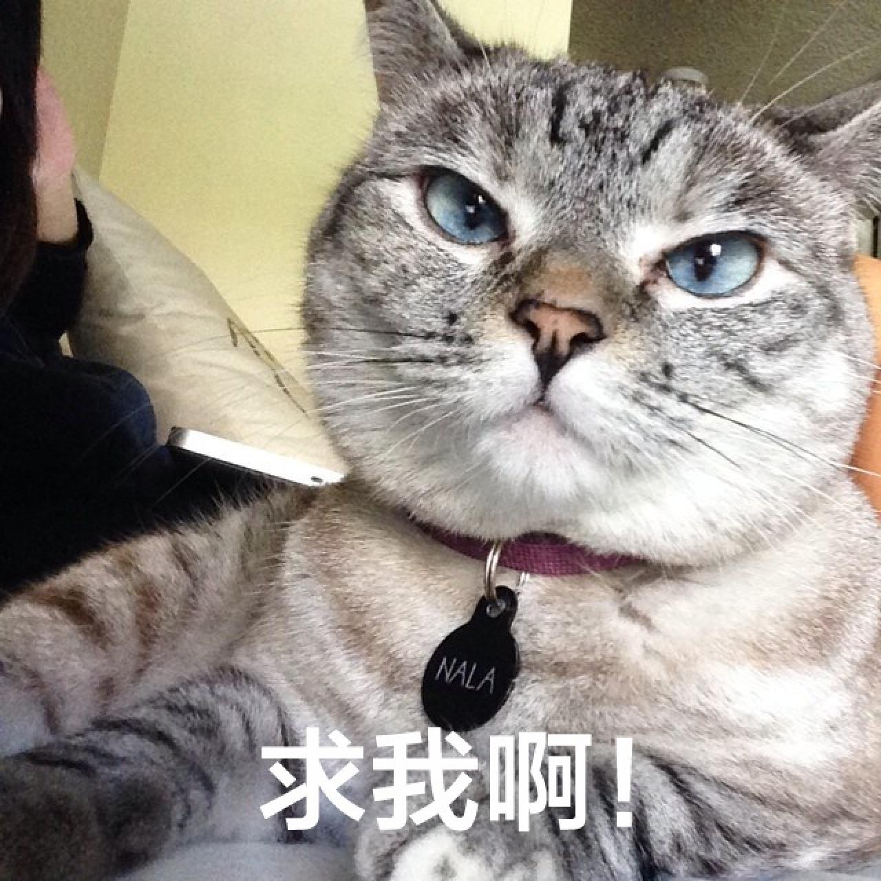 Nala戴着黑色牌子严肃的BOSS（老板）形象表情：求我啊！