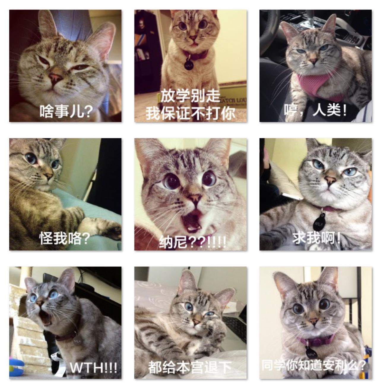 Nala猫咪吐槽表情 预览图