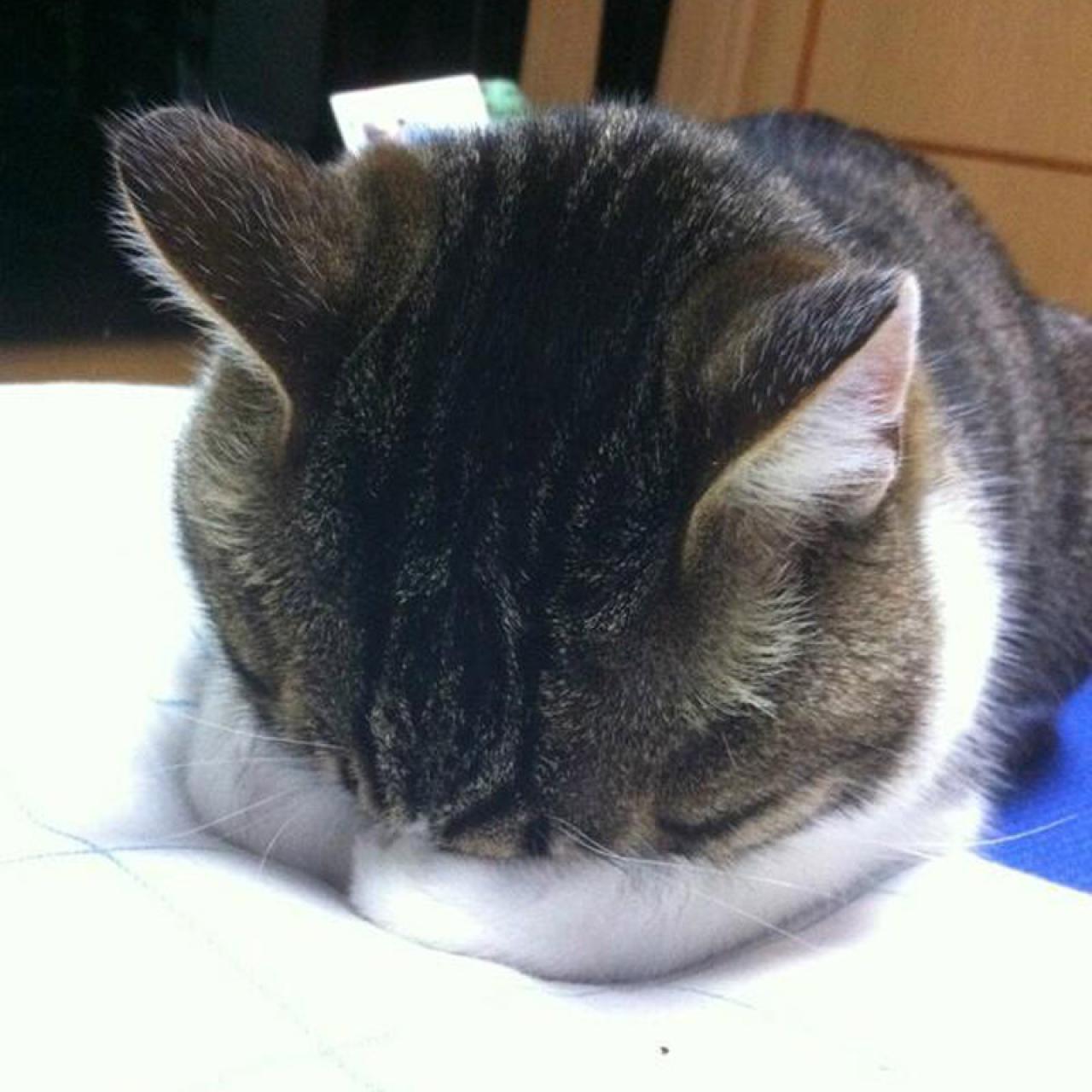 棕灰色埋头猫咪拜托了头像