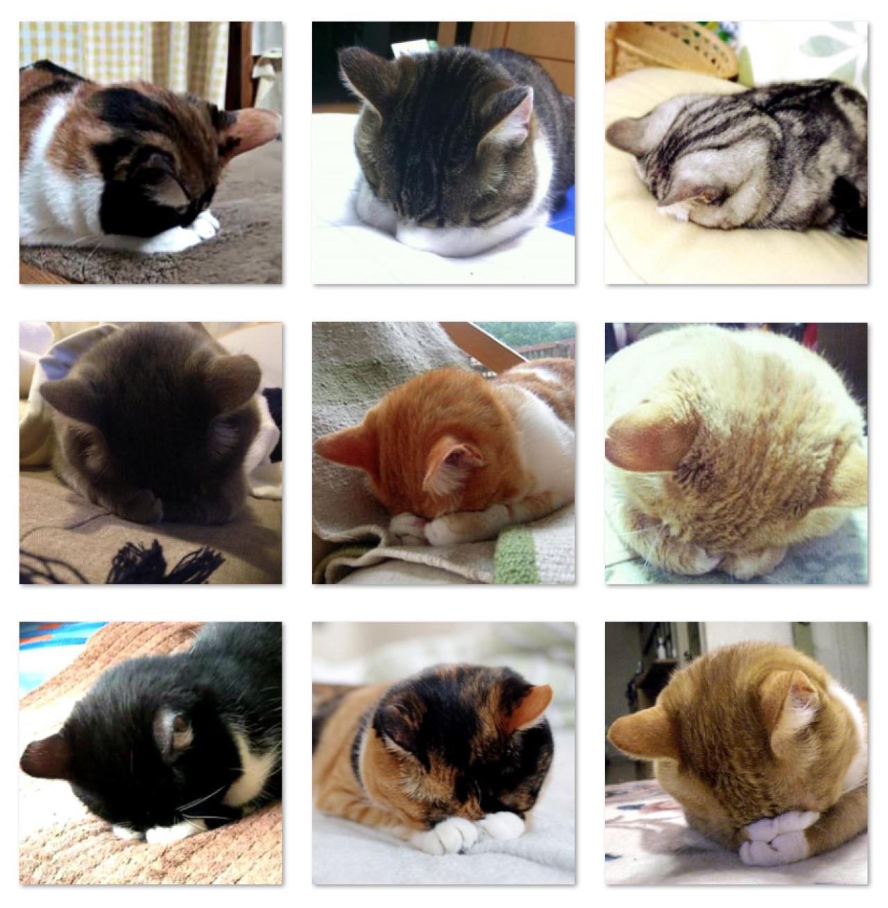 猫咪拜托了埋头姿势头像 预览图