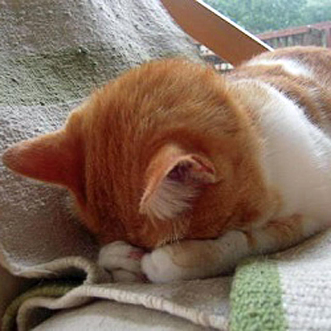 橙白色毛发埋头猫咪拜托了头像