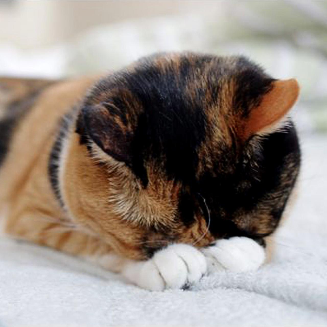 扒在白色毯子上棕黑色毛发的埋头猫咪拜托了头像