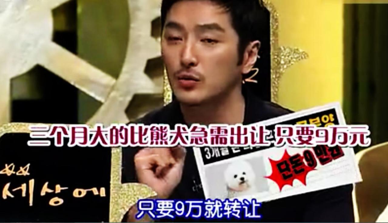 柳泰俊说对方只要9万就可以转让一只比熊犬