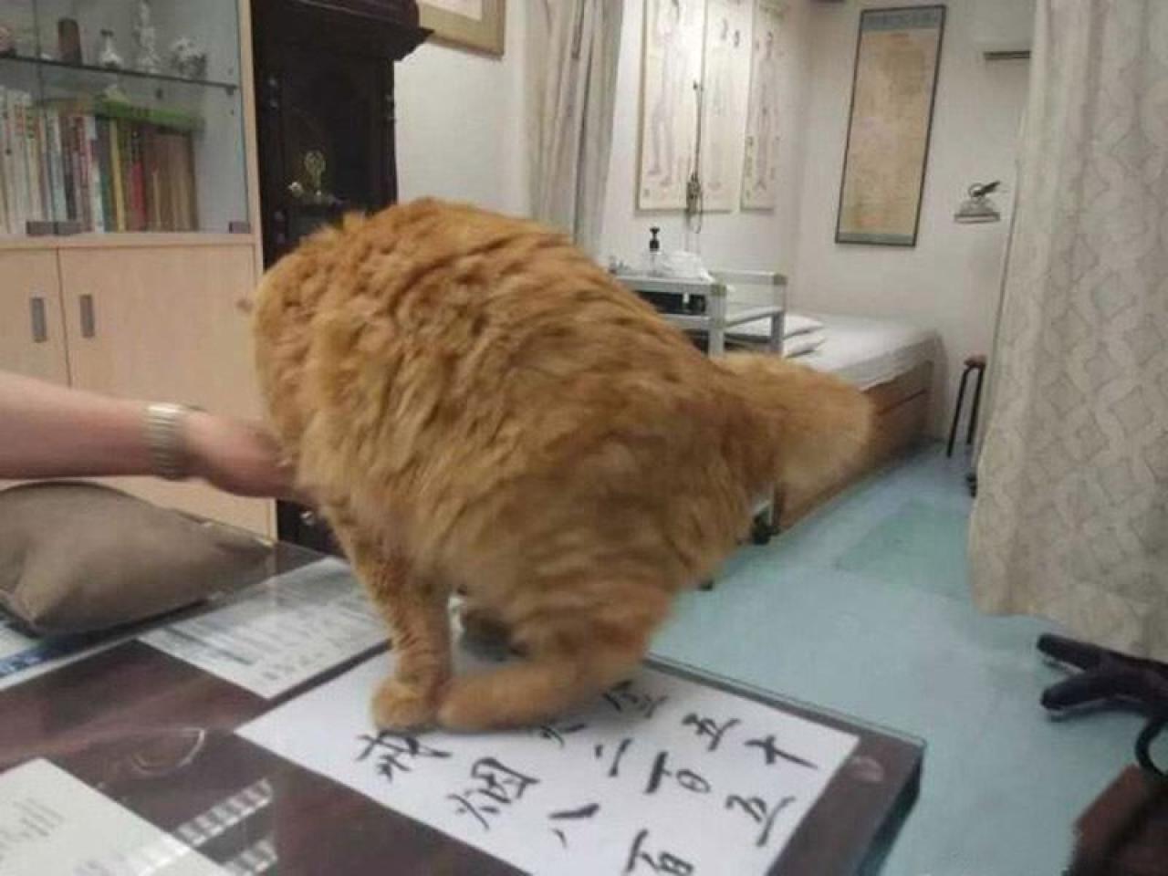 猫咪主动过来替换垫枕