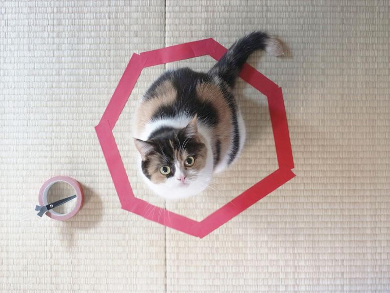 猫咪坐在七边形里抬头看镜头