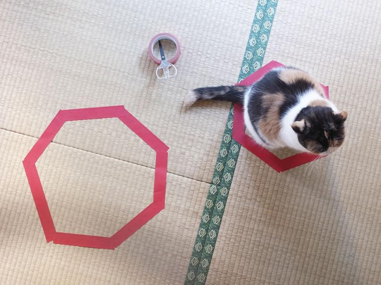 猫咪坐在六边形的正中央