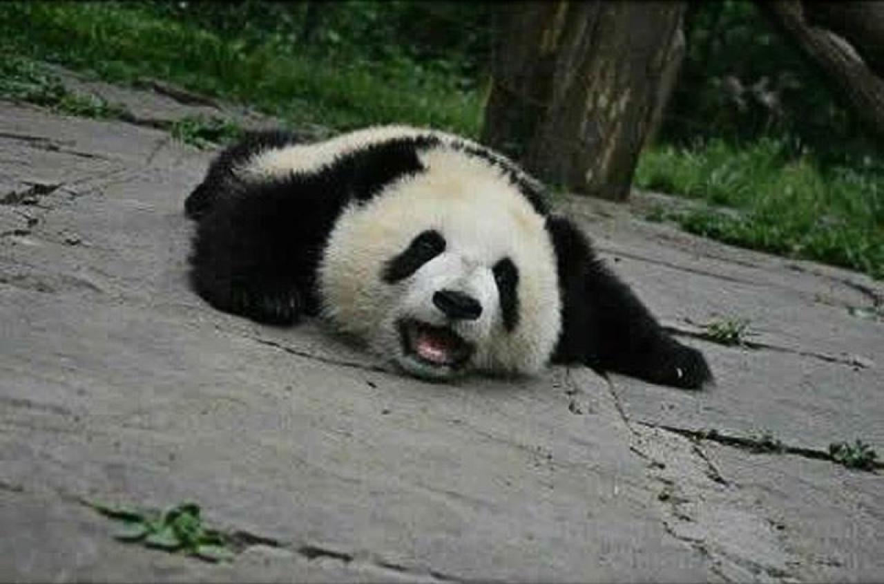 大熊猫张着嘴巴，似乎要爬起来