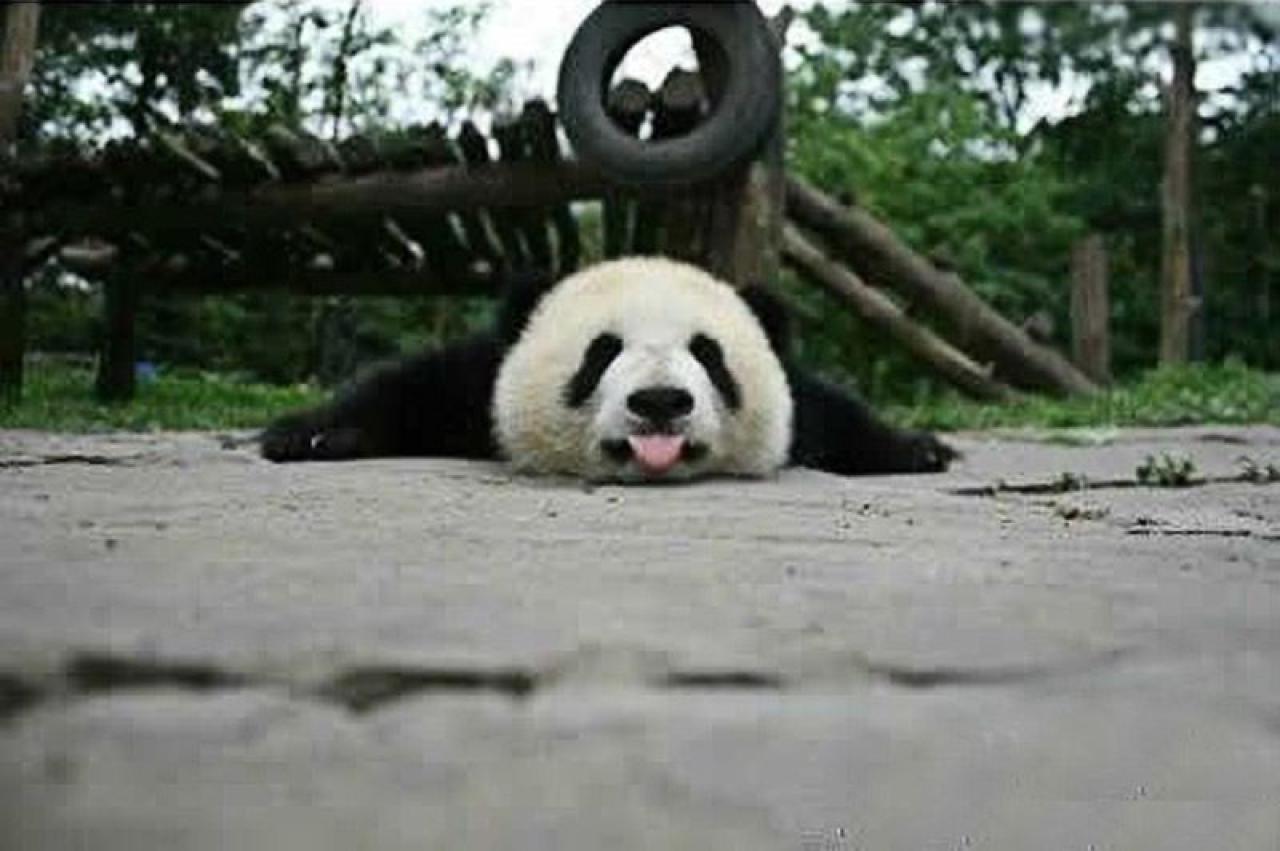 大熊猫扒地吐舌表情
