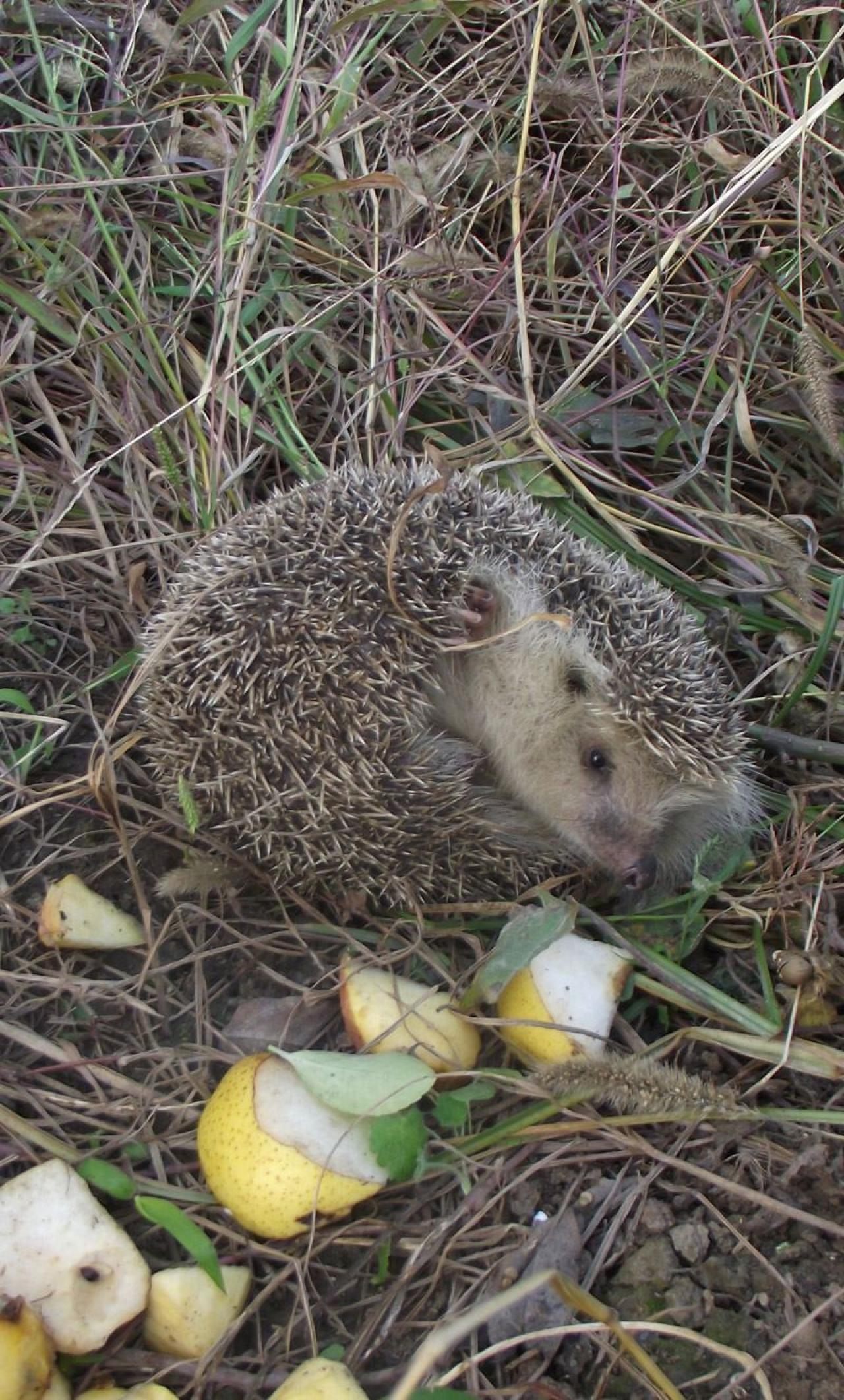 放生时蜷缩一团的小刺猬：我要生气啦！