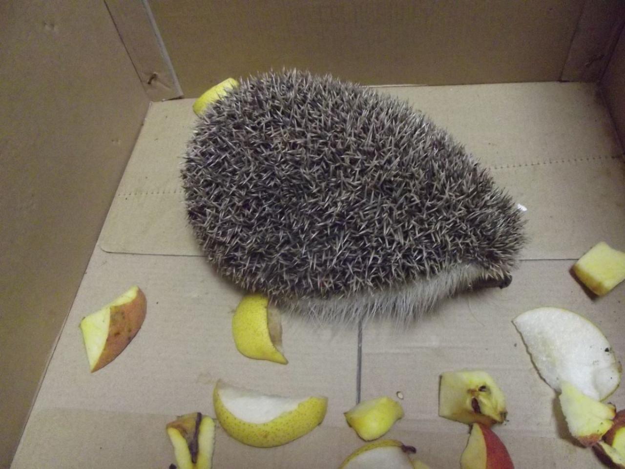 刺猬探出鼻子：别想诱惑我，人家在森林里可是吃虫子的！