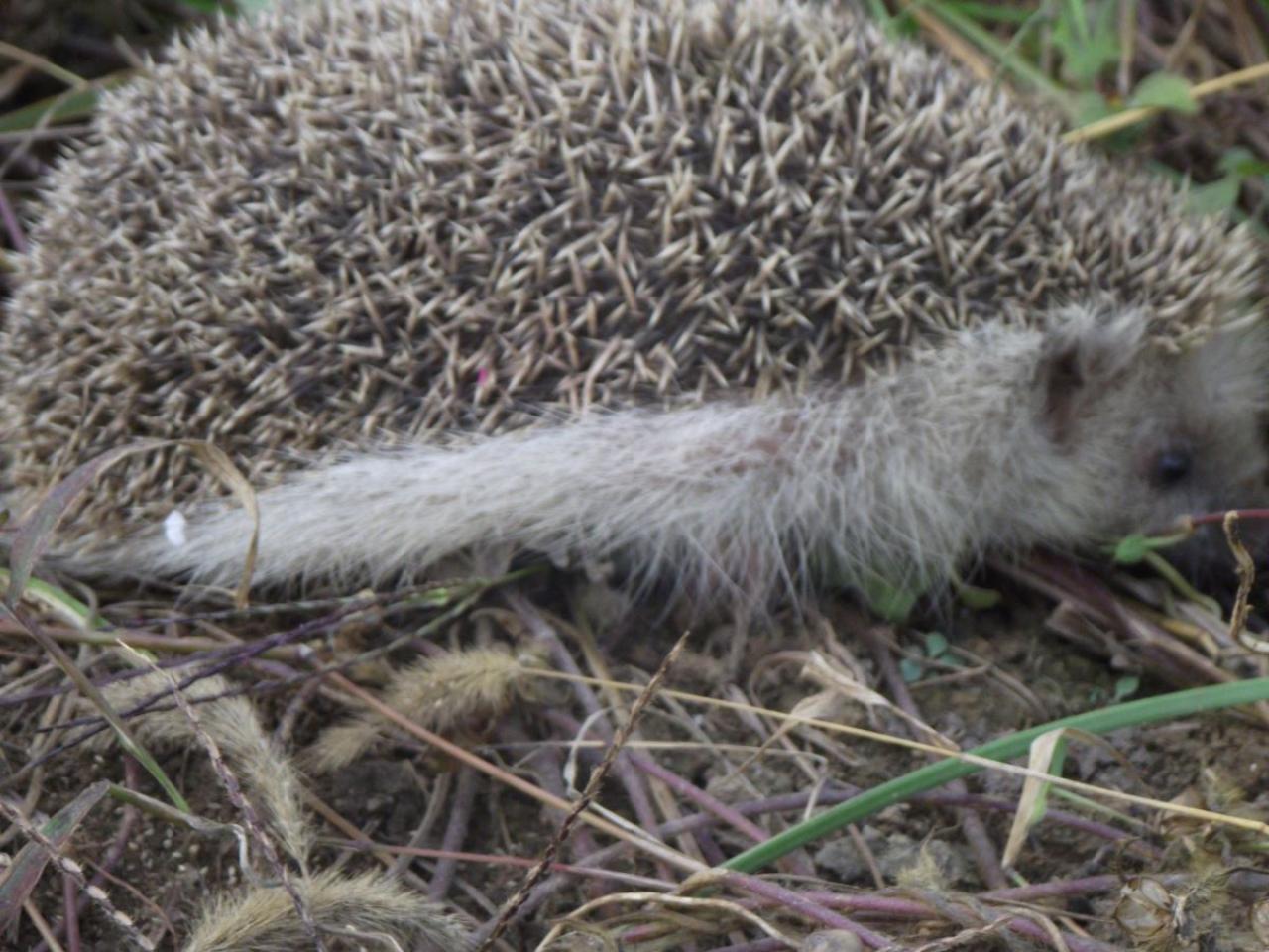 刺猬探出头，准备开溜：赶紧找个洞钻进去。