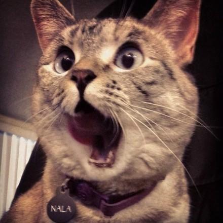 萌猫Nala震惊的表情