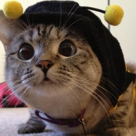 Nala戴着帽子炯炯有神