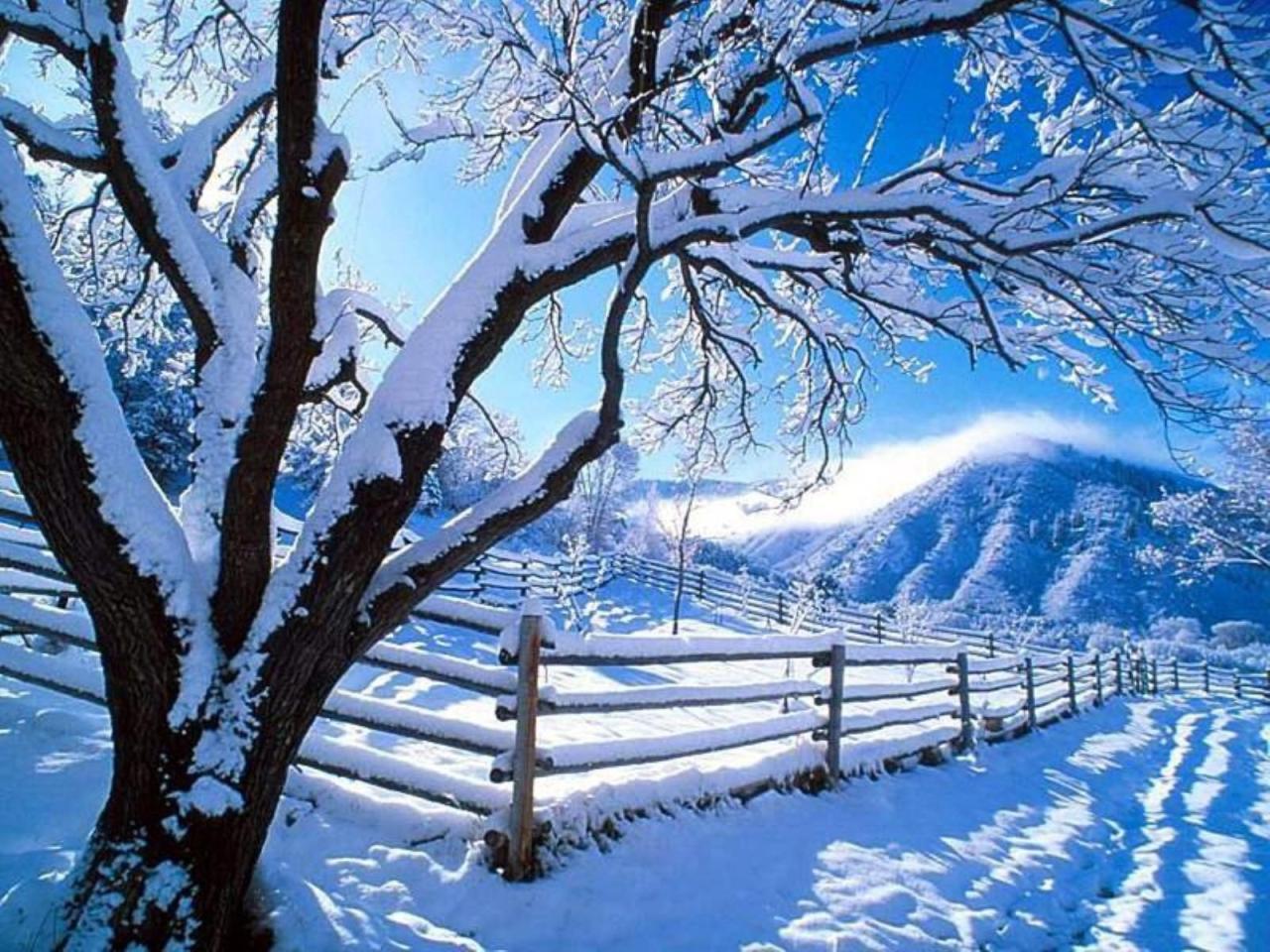 仿佛在童话中的乡村雪景：白雪堆积的树和栅栏 来自：xflip.com