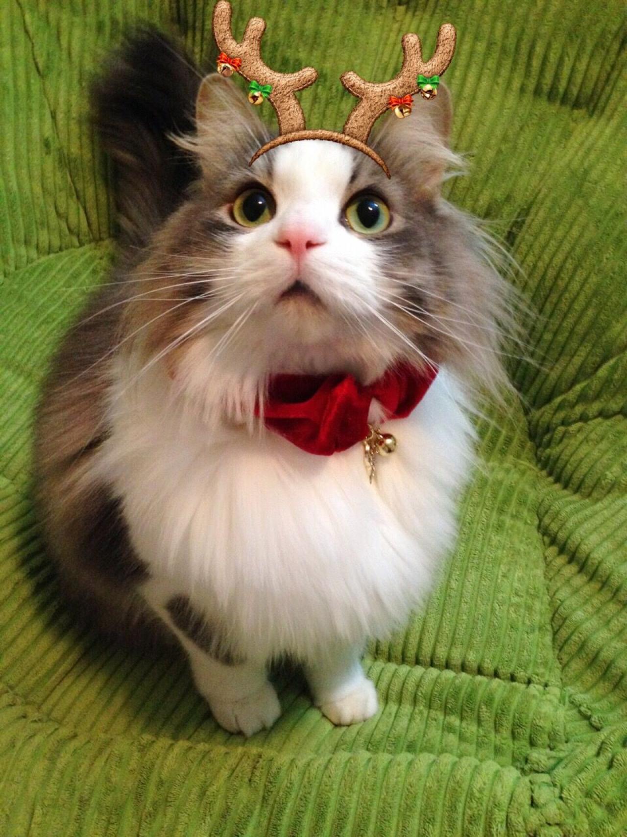 猫咪招财戴着麋鹿角头像