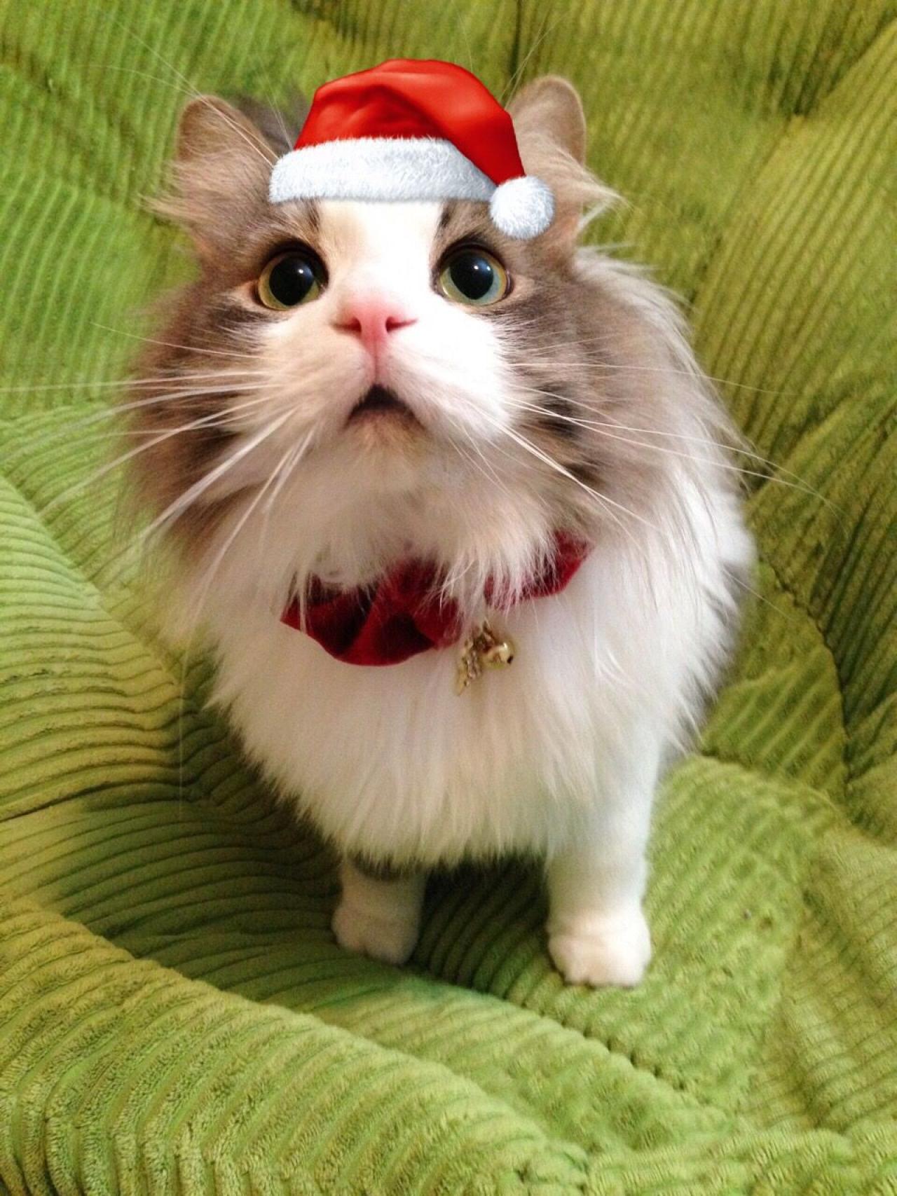 猫咪招财戴着圣诞帽抬头的头像