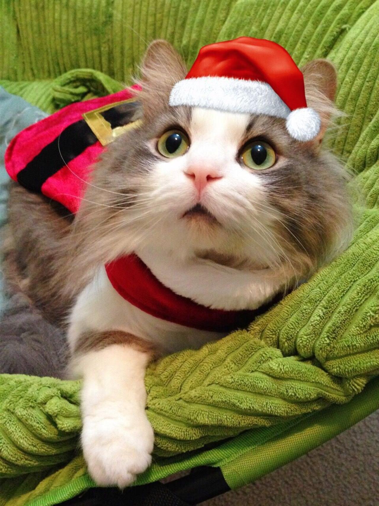 猫咪招财戴着圣诞帽趴着的头像