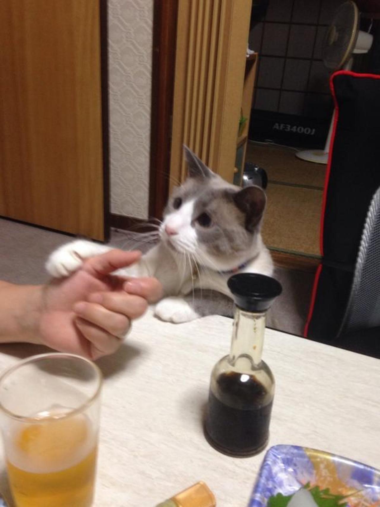 猫咪伸爪搭载主人胳膊上：主人，让我尝一口呗！