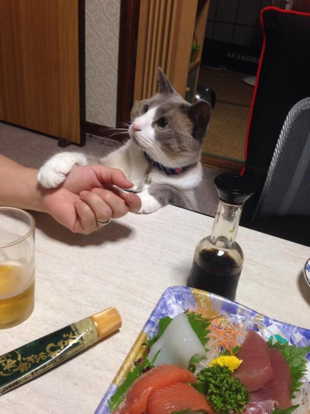 猫咪伸爪搭在主人胳膊上：行行好，就一口