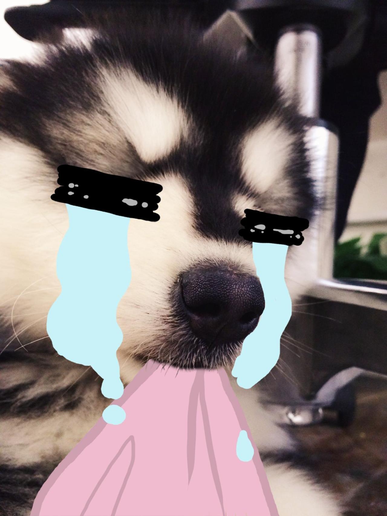 叼着手绢，泪流满面的马达加斯加头像