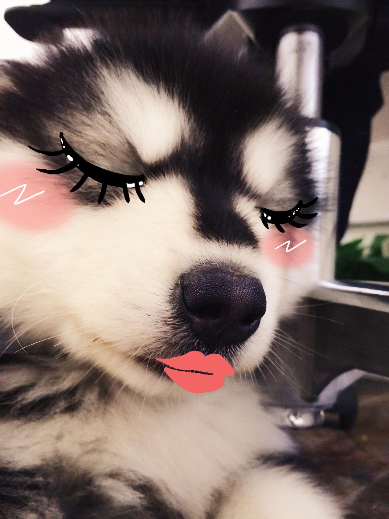 红着脸蛋，亲吻的马达加斯加头像