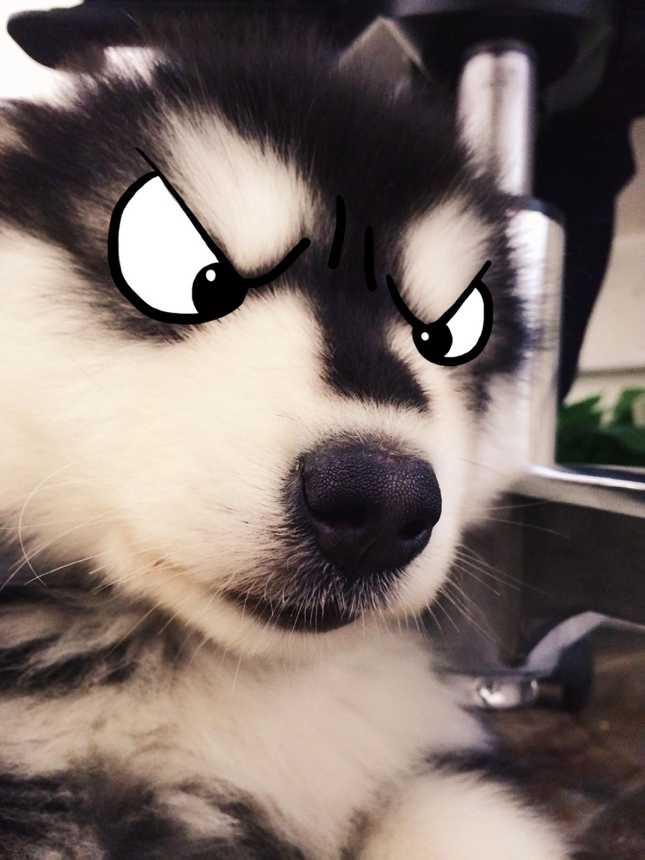 生气的马达加斯加头像