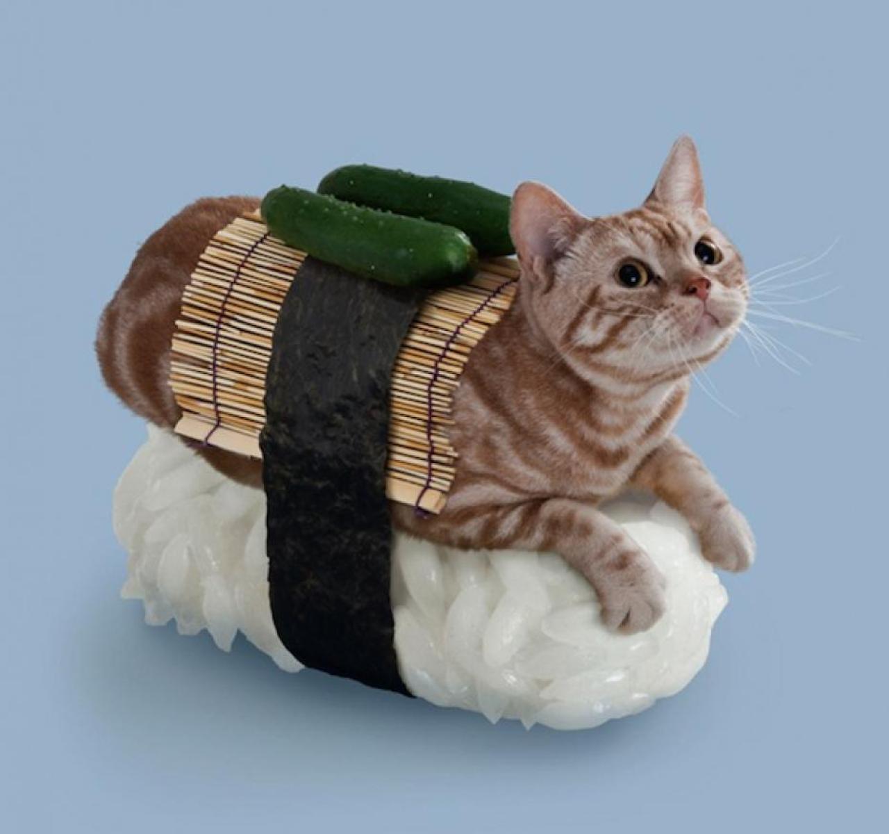 骑在寿司上的背着两根黄瓜的猫咪