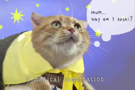 正在思考的猫咪：妈妈：为什么我是一个寿司呢？