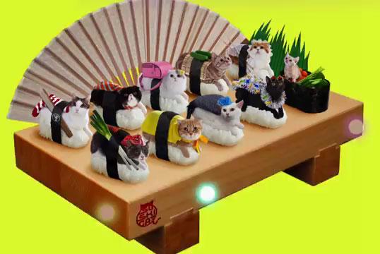 各种各样的寿司猫咪摆在桌子上
