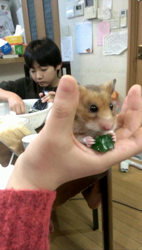 手掌捧着的仓鼠正在专心地吃着黄瓜，弟弟在身后切东西