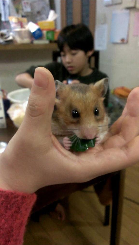 姐姐的手掌捧着的仓鼠啃咬黄瓜的特写