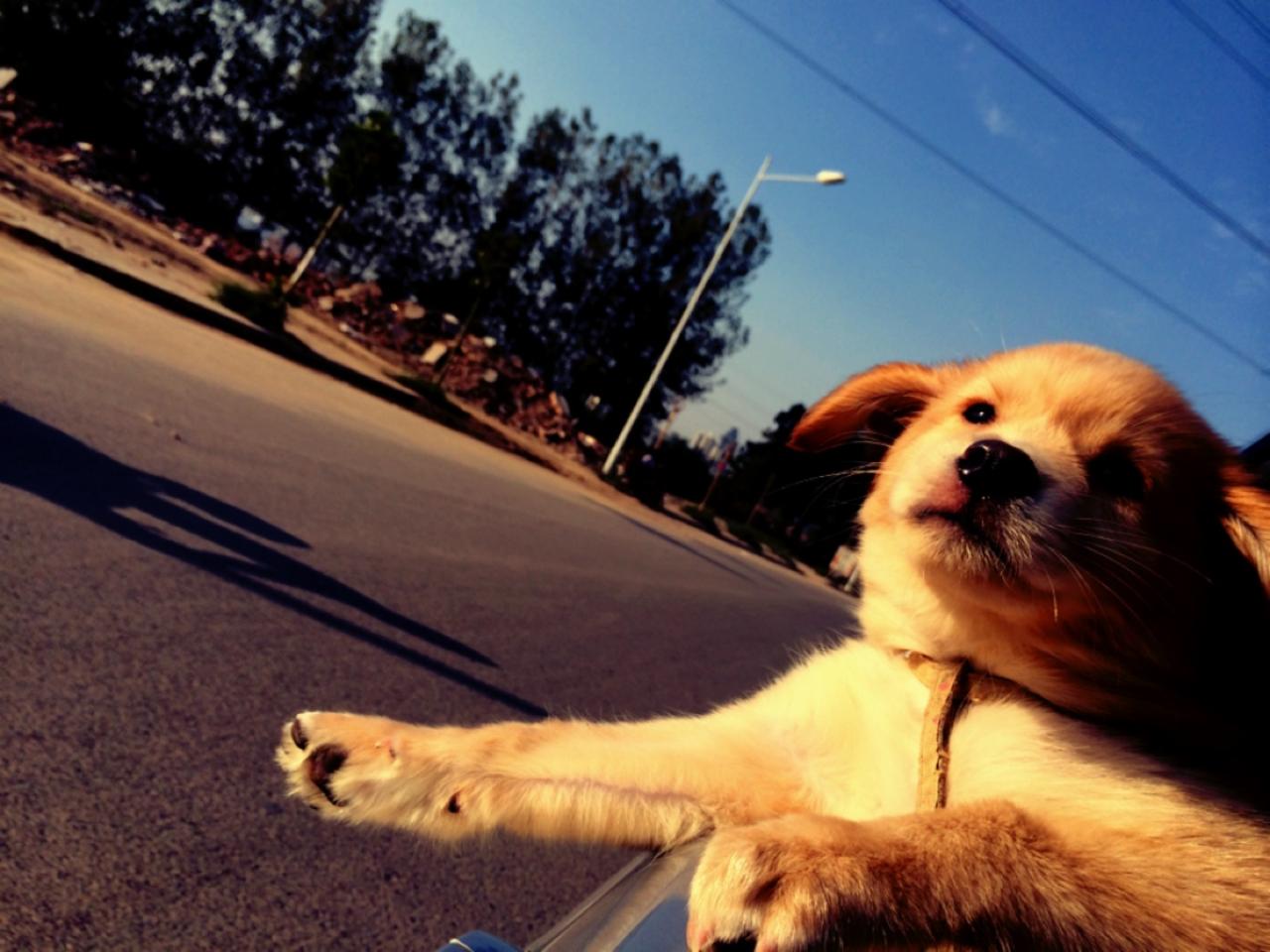 金毛狗爬出车窗外，伸出一只爪子