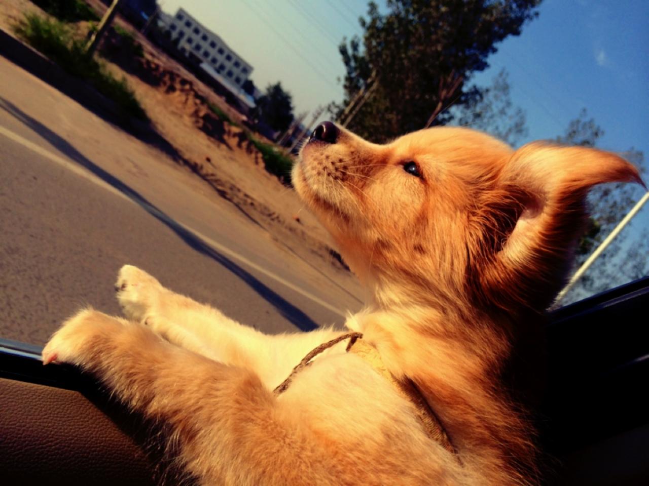 安静下来，金毛狗伸出右爪感受清风