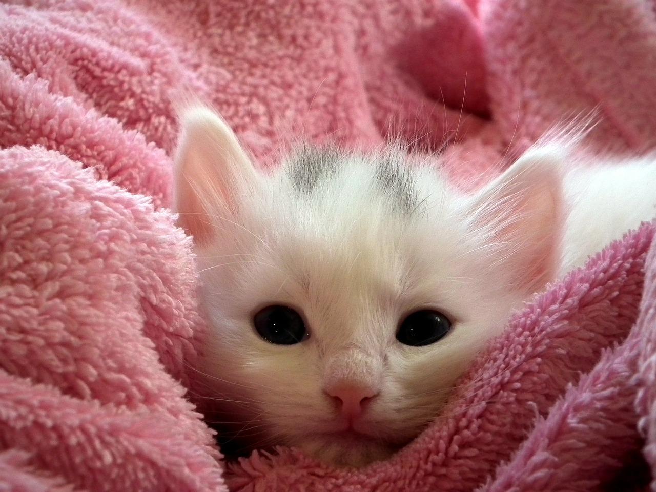 扒在粉色毛巾里的可爱猫咪 摄影师AllAnd作品