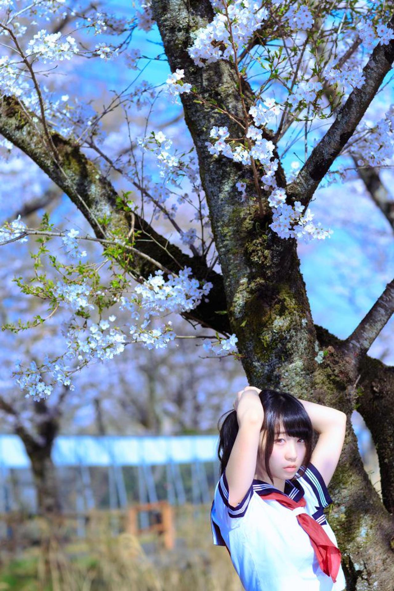 伊織双手梳起马尾辫，站在白色樱花花枝下 3/4侧面 立幅