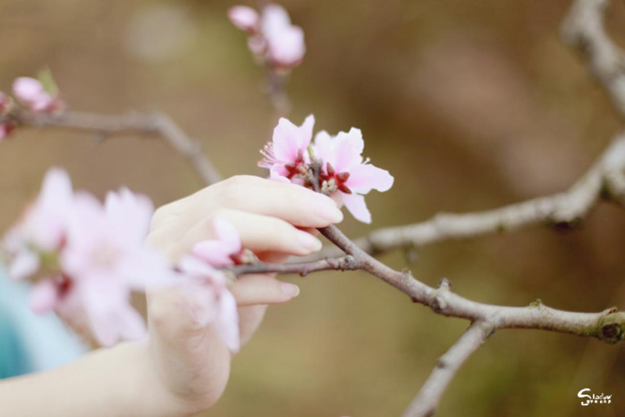 被手指捏起的桃花