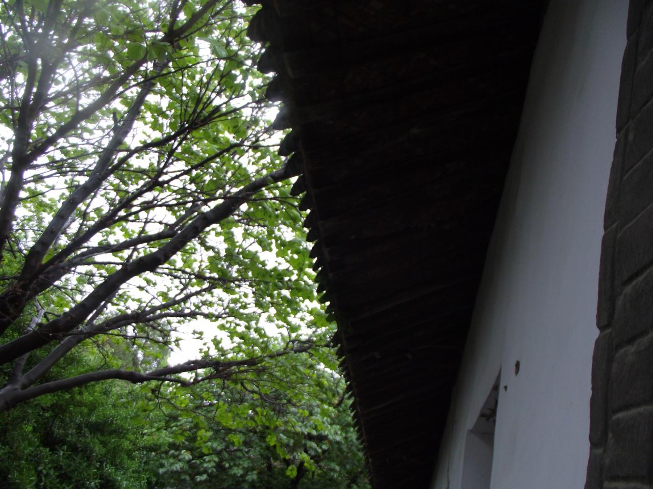 雨天上午，树木遮掩下的古建筑的屋檐