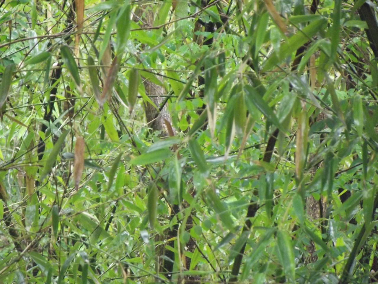 被雨淋过的竹叶素材