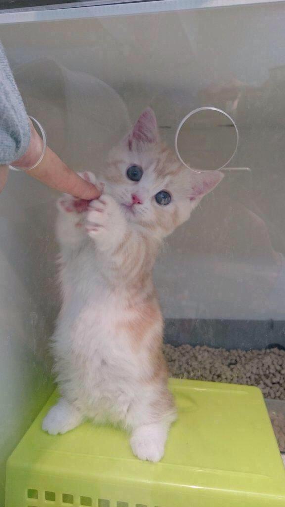 双手捧手指歪着脑袋站立的幼猫